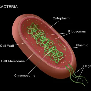 Bacteria structural diagram, labeled medical visual
