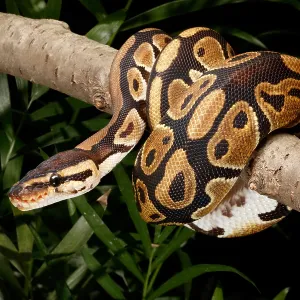 Ball Python, Python Regius, Wrapped Around a Branch