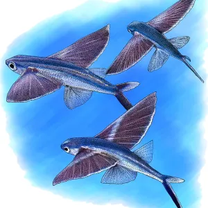 Animals Prints: Fish