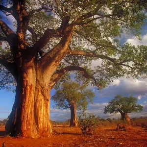 Baobab trees