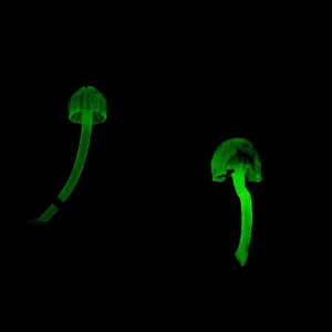 Bioluminescent Fungi