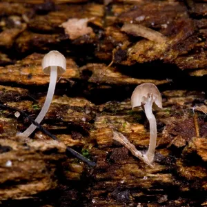 Bioluminescent Fungi
