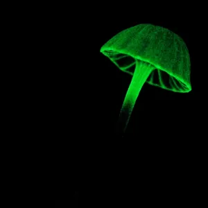 Bioluminescent Fungi