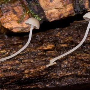 Bioluminescent Fungi