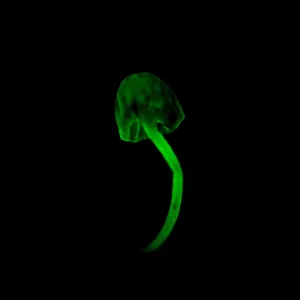 Bioluminescent Fungus