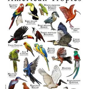 Birds of Prey of Mexico