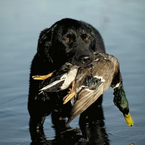 Prints of All Images Prints: 2000