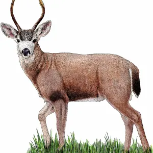 Black-tailed Deer Black-tailed Deer