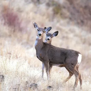 Blacktail or Mule Deer Blacktail or Mule Deer