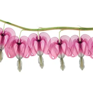 Bleeding Heart Flowers, X-ray