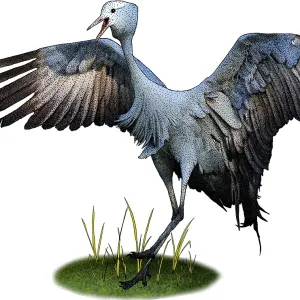 Blue Crane, Illustration
