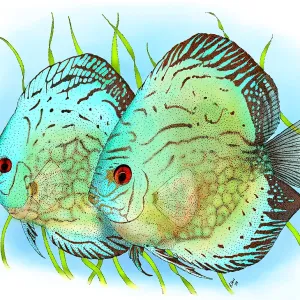 Blue Discus Fish Print Blue Discus Fish Print