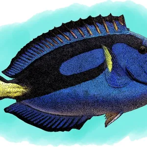 Blue Tang Print, a photograph of the Blue Tang fish Blue Tang Print, a photograph of the Blue Tang fish