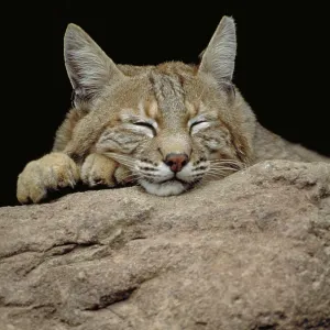 Bobcat, Arizona