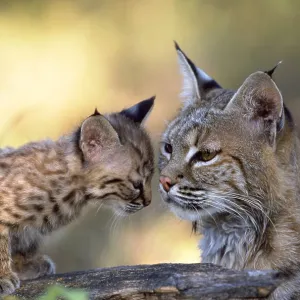 Bobcat with kitten