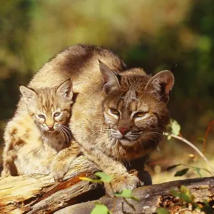 Bobcat and young, Montana