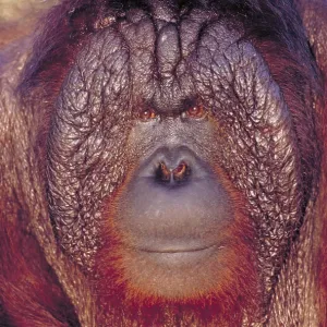 Bornean orangutan Bornean orangutan