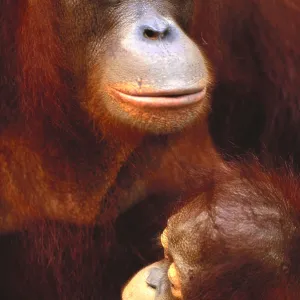 Bornean Orangutan Bornean Orangutan