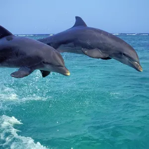 Animals Prints: Dolphins & Whales