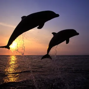 Bottlenose Dolphin