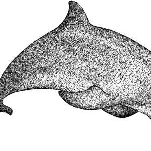 Bottlenose Dolphin