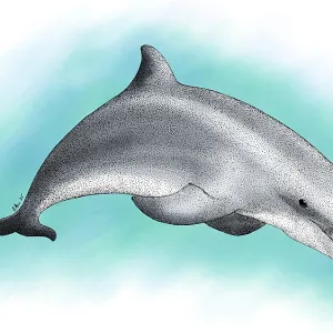 Bottlenose Dolphin