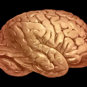 Brain