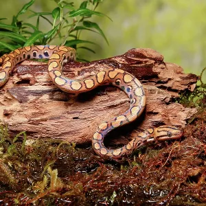 Brazilian Rainbow Boa