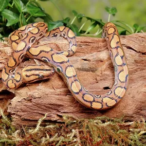 Brazilian Rainbow Boa