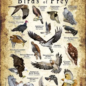 British Columbia Birds of Prey