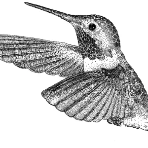 Broad Tailed Hummingbird