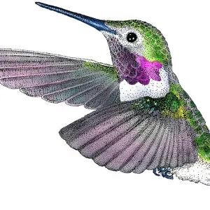 Broad-tailed Hummingbird