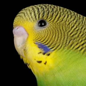 Budgerigar (Melopsittacus undulatus) portrait