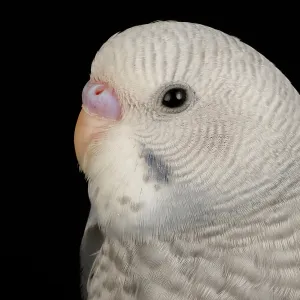 Budgerigar (Melopsittacus undulatus) portrait