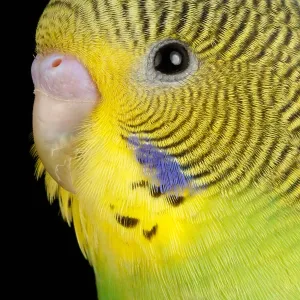 Budgerigar (Melopsittacus undulatus) portrait
