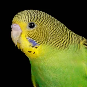 Budgerigar (Melopsittacus undulatus) portrait