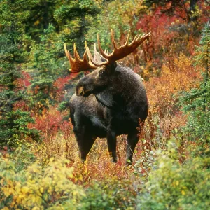 Moose