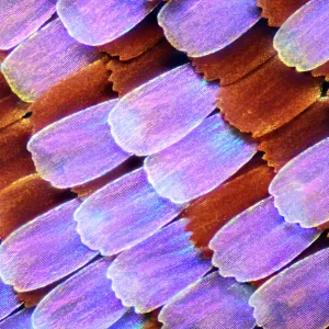 Échelles d'aile, papillon, micrographie en lumière.