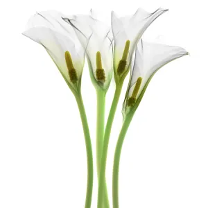 Calla Lily, X-ray