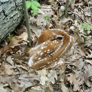 Camouflaged Fawn Camouflaged Fawn