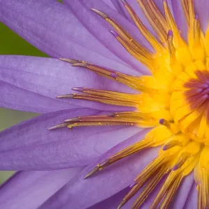 Cape Blue Waterlily (Nymphaea capensis) Cape Blue Waterlily (Nymphaea capensis)
