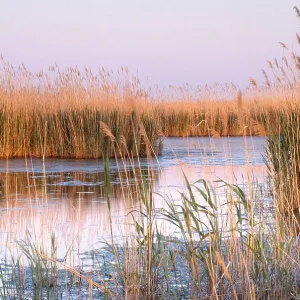 Cape May Marsh Reeds Print Cape May Marsh Reeds Print