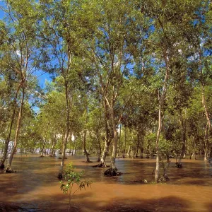 Casuarina Coast