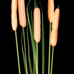 Cattails, Typha latifolia, X-ray