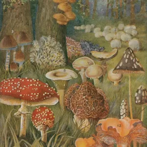 Citizens of the Land of Mushrooms