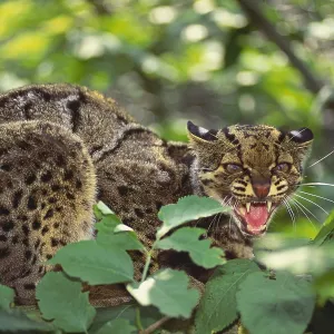 Clouded Leopard