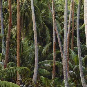 Coconut Palms