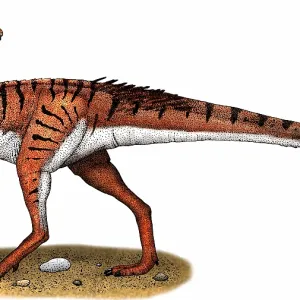 Coelophysis Coelophysis