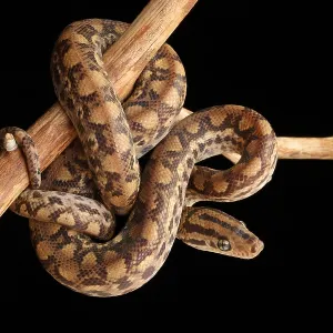 Colombian Rainbow Boa (Epicrates maurus)