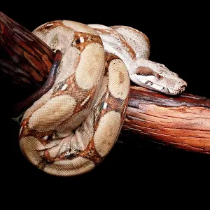 Colombian Red Tail Boa on Branch